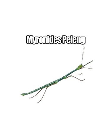 Myronides Peleng