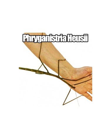 Phryganistria heusii