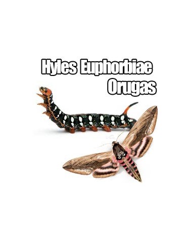 Orugas Hyles euphorbiae