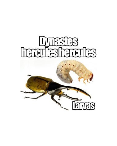 Dynastes hercules hercules larvas