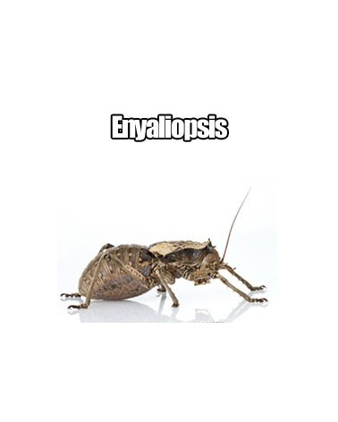 Enyaliopsis
