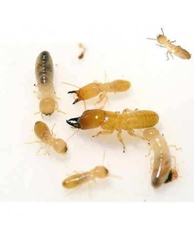 Colonia de termitas Reticulitermes grassei