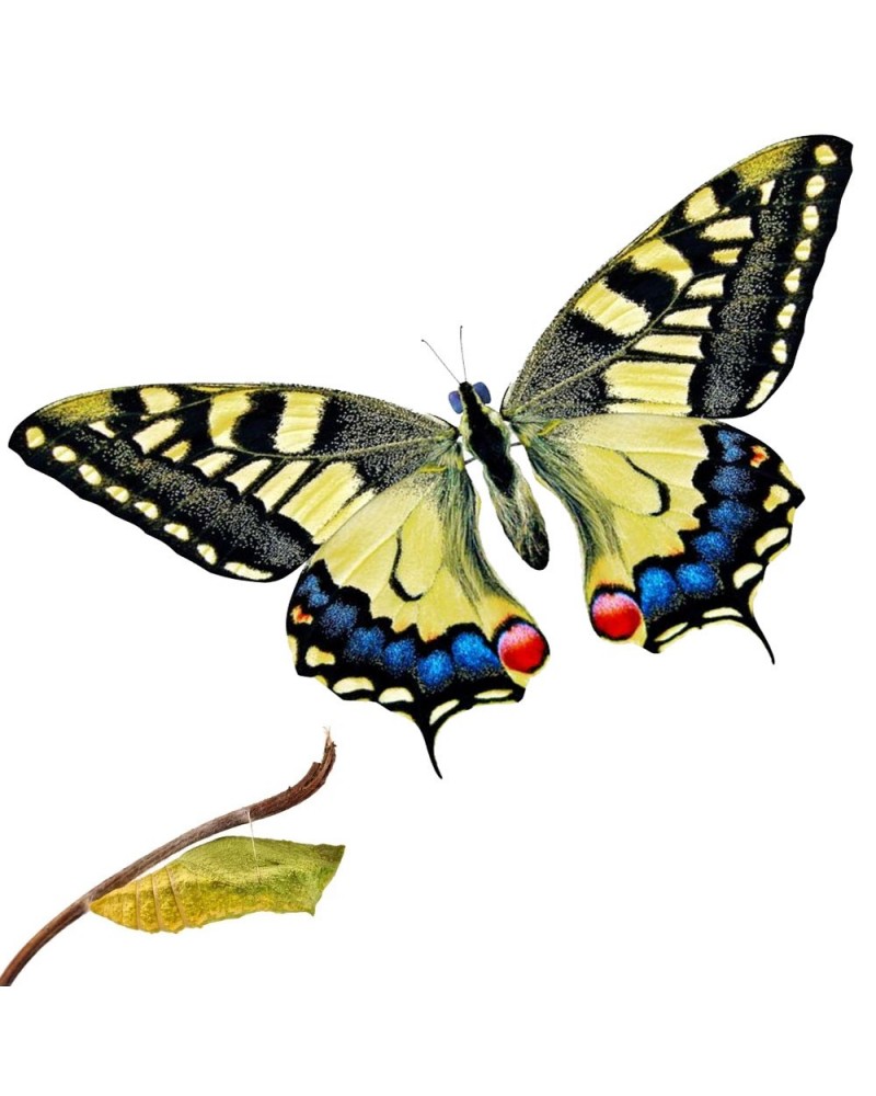 Crisálida Papilio Machaon