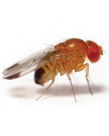 comprar Drosophila melanogaster