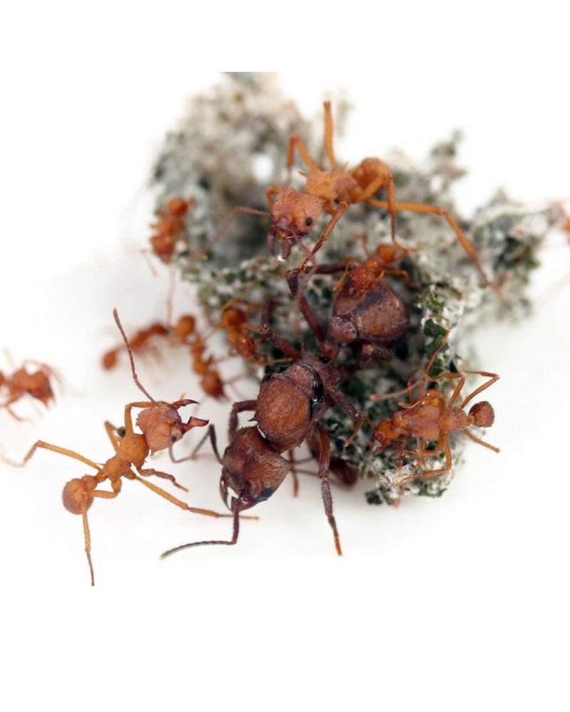 Colonia Acromyrmex Octospinosus hormigas cortadora de hojas